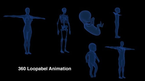 Futuristic Digital Human Body and Skeleton X-Ray Scan Animation