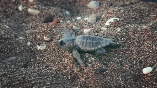 Kleine Schildkröte läuft schnell entlang der Küste des Ozeans und folgt tierischen Instinkten