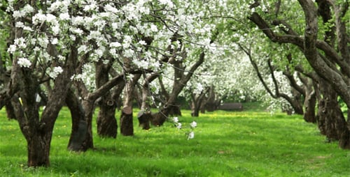 Apple Garden