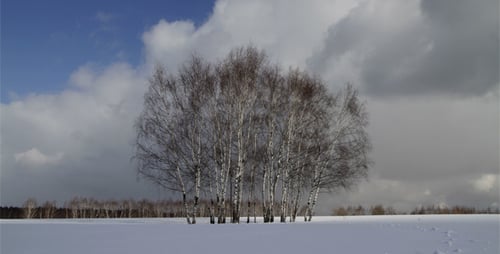 Winterwald 01