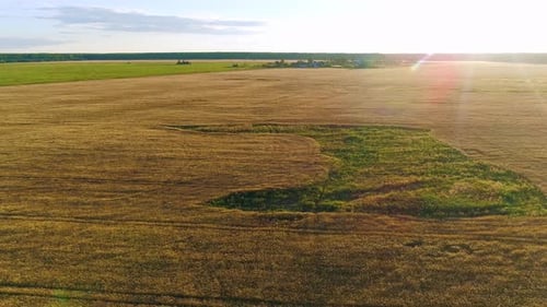 Flying above Golden Wheat Field in Rural Autumn Landscape on Sunny Morning - Drone Footage