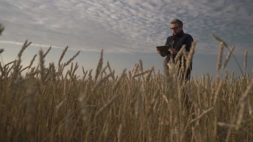 Man Using Tablet Inspecting Wheat Crop