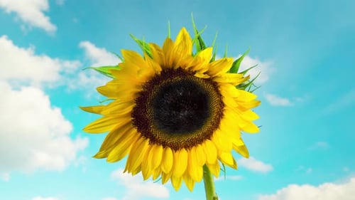 Blooming Sunflower Against a Blue Sky