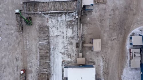 Logs are Moving Along a Conveyor Belt at the Woodworking Plant