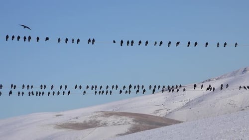 Flock of Birds Taking Flight in Winter