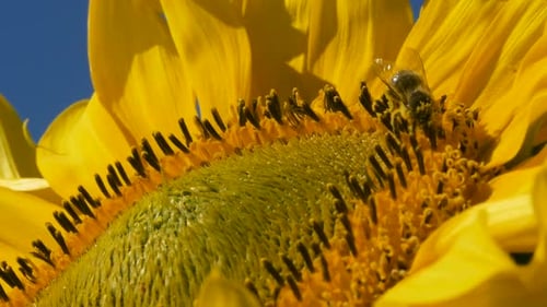 Bee Pollinating Sunflower in Close-Up on Summer Day