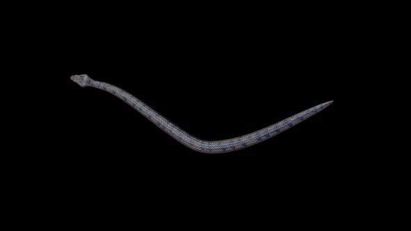 Blue Snake Slithering on Transparent Background Animation, Elements ...