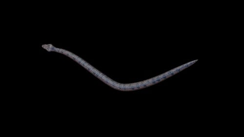 Blue Snake Slithering on Transparent Background Animation