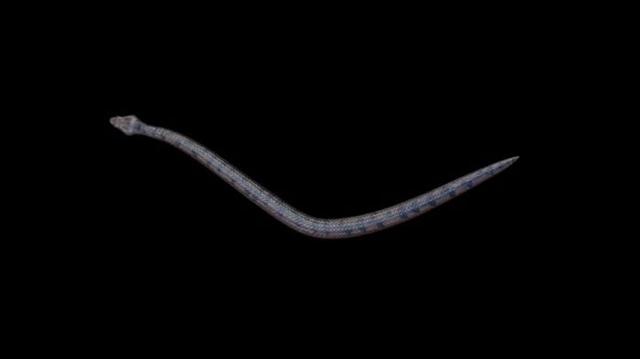 Blue Snake Slithering on Transparent Background Animation, Elements ...
