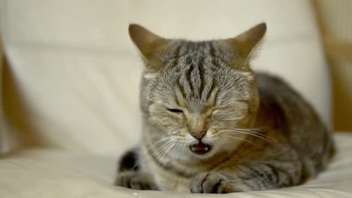 Eine Katze britischer Rasse leckt ihr Gesicht mit ihrer Zunge. Zeitlupe