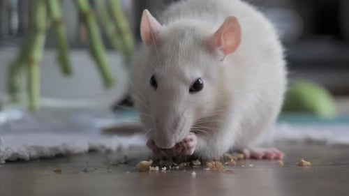 White Rat Eats in Close Up View
