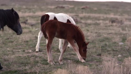 Zwei junge Wildponys grasen auf einem Feld