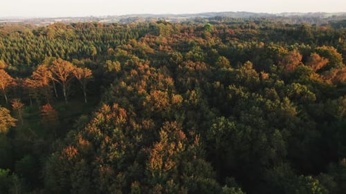 Drohne über dichtem grünem Wald im Herbst