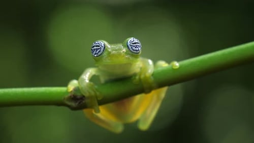 Glass Frog in its Natural Habitat in the Caribbean Forest