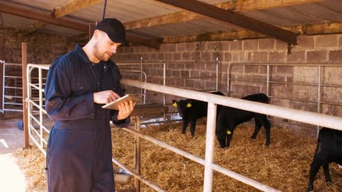 Cattle farmer using digital tablet