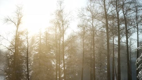 Herrliche Weihnachtsszene im Bergwald. Bunter Wintersonnenaufgang