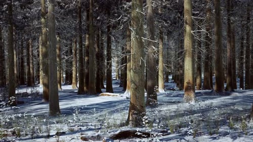 Snow Covered Conifer Forest at Sunny Day