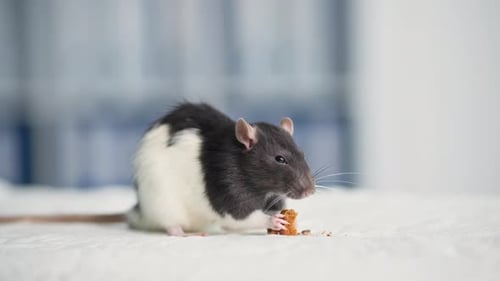 Black and White Rat Eating Food Indoors