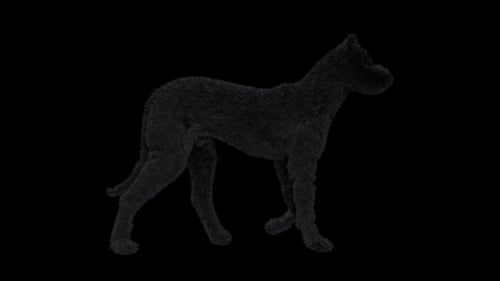Black Furry Dog Side View Walk Cycle Seamless Loop With Alpha Matte