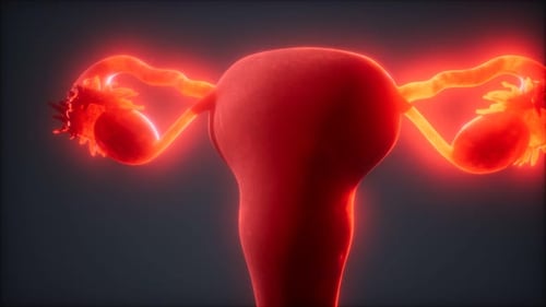Female Reproductive System Anatomy