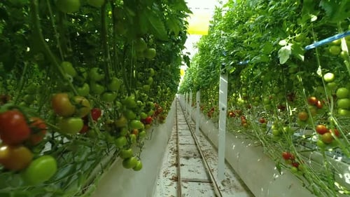 Tomatoes Growing in Greenhouse Tracking Shot