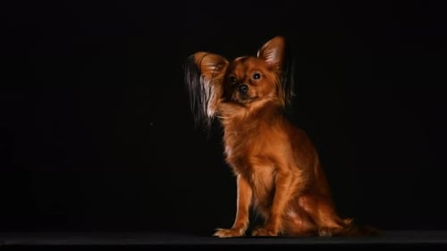 Longhaired Adorable Russian Toy Terrier Sits and Looks Forward