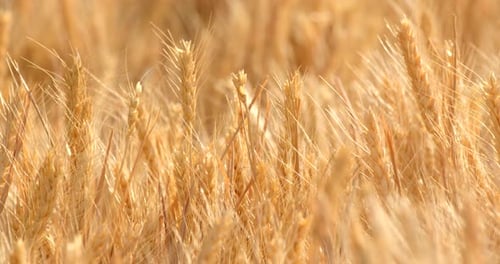 Golden wheat farm