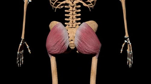 3D Human Gluteal Muscles and Skeletal Anatomy Rotation