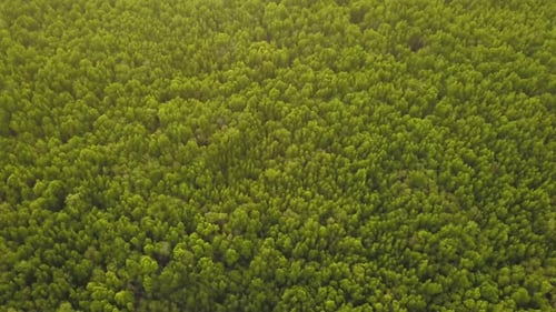 Luftaufnahme von oben auf üppige grüne Bäume, tropische Wälder im Nationalpark und Berge in Thailand