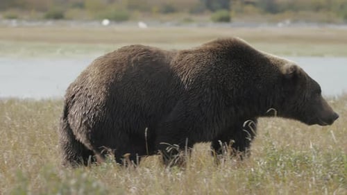 Magnificent Brown Bear Grazing in a Golden Field