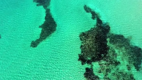 Seaweed and Coral Reef on a Clear Tropical Shallow Sea Floor With White Sand