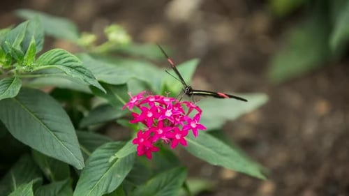 Butterfly World 00