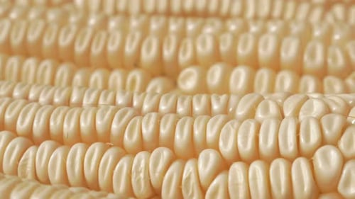 Maize background 4K 2160p UHD footage - Organic food sweet corn background 4K 3840X2160 UHD video