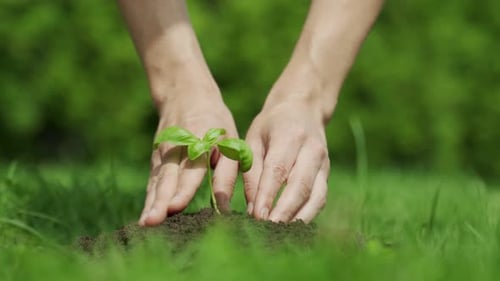 Female Hands Planting Young Plant