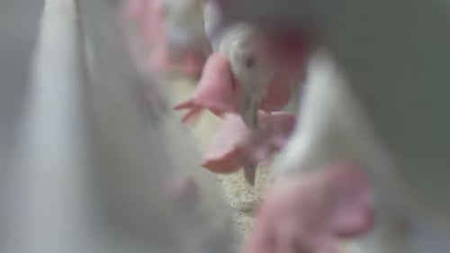 Chickens Eating and Eggs Moving on Conveyor Belt