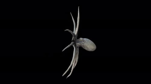 4K Oktopus