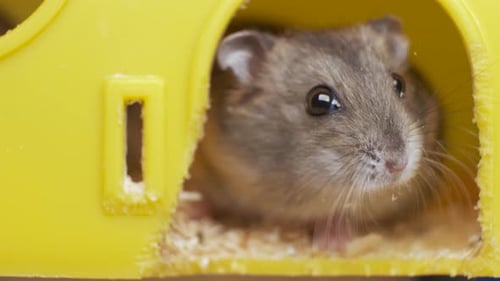 Close Up of Gray Hamster Inside Yellow Home