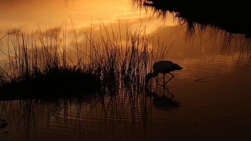 Crane Wades in Shallow Water at Sunrise