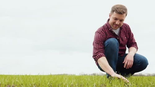 Man Farmer Working in the Field Inspects the Crop Wheat Germ Natural a Farming