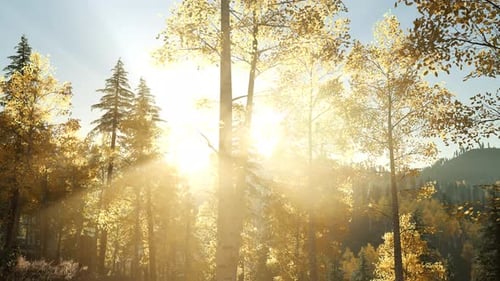 Sun Beams Through Trees