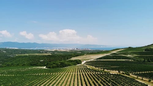 Gorgeous Aerial Footage of a Vineyard with City, Mountains and Sea in the Background. Slow Flight