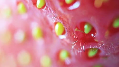 Macro closeup of a water drop on a strawberry seed and fuzz.