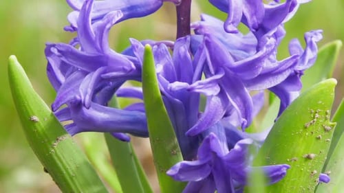 Duftende violette Hyazinthenblüten auf Stiel von Green Leaves