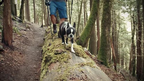 Man and Dog Hiking in a Forest