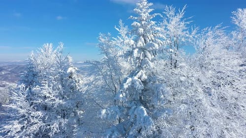 Snow Covered Trees on a Winter Mountain