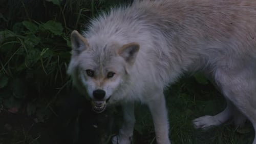 A fearsome mother grey wolf growls and looks ferocious as she guards her pups. A black pup licks he