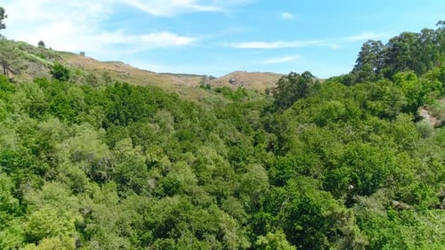 Forest with Mountain background