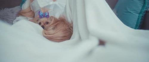 Dog With Butterfly Clip Resting Near Woman