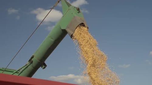 Grain Pouring from Agricultural Conveyor on Sunny Day