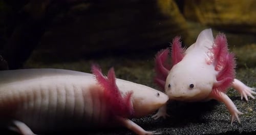 Two Axolotls Resting on Sandy Surface Close Up